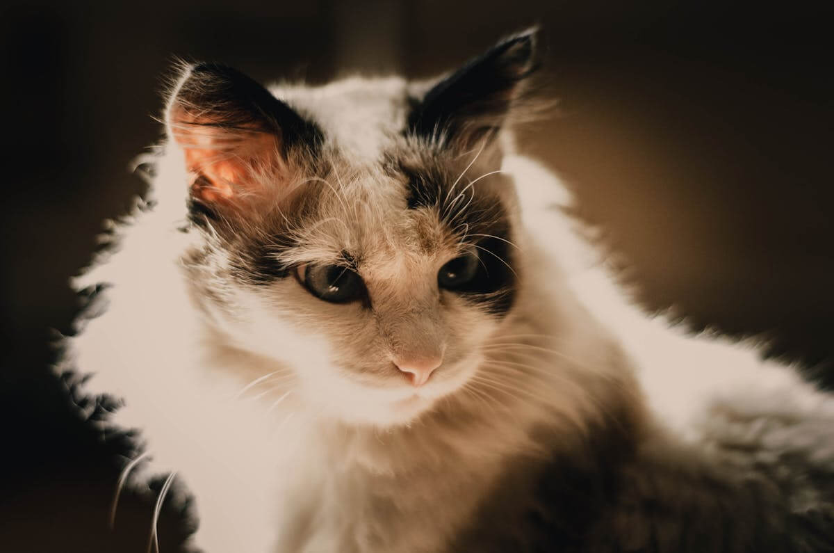 暖光下的可爱猫咪