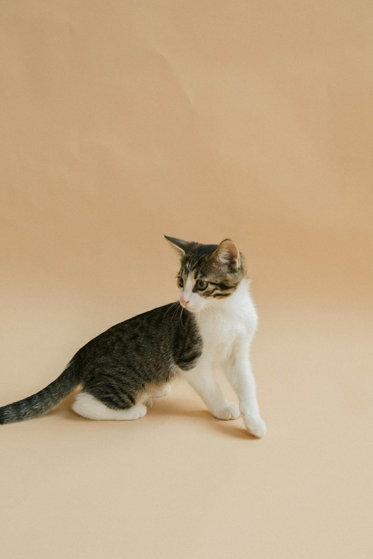 坐在室内的小猫