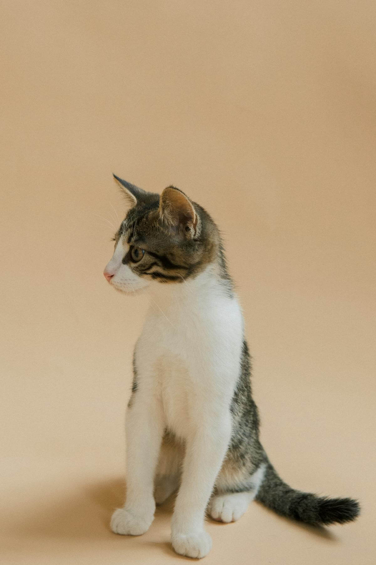 室内可爱猫咪